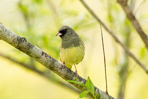 Black-Faced Bunting (Emberiza spodocephala)
