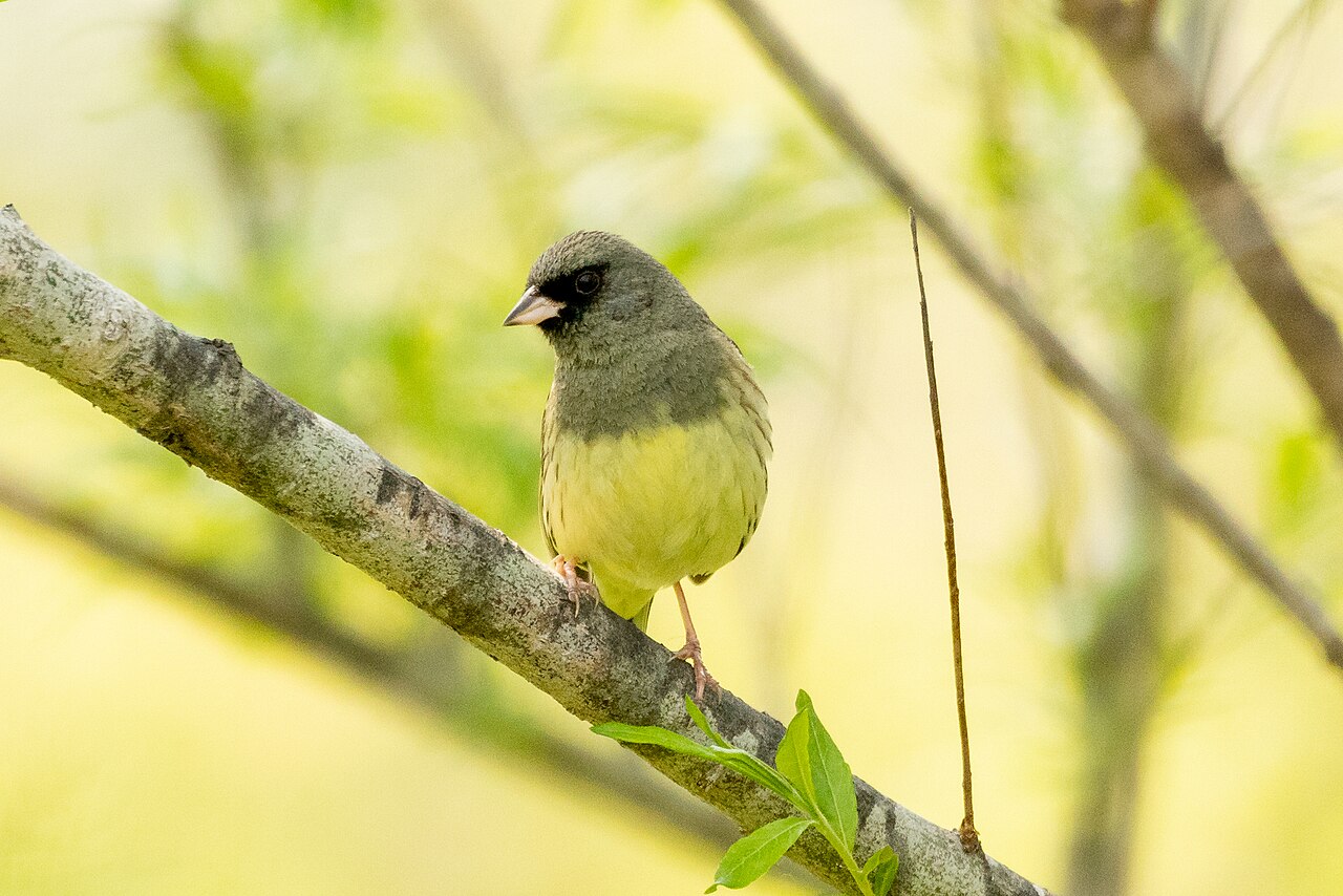 Black-Faced Bunting (Emberiza spodocephala)