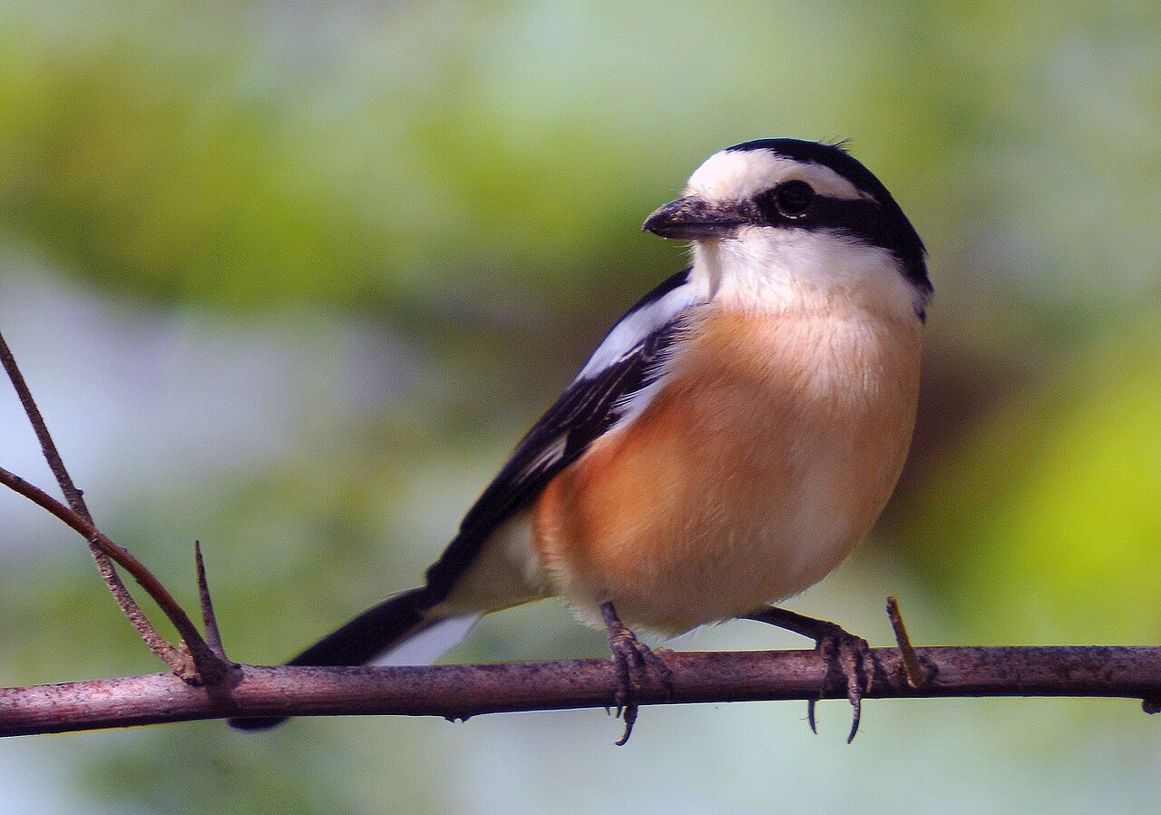 Alcaudón núbico (Lanius nubicus)