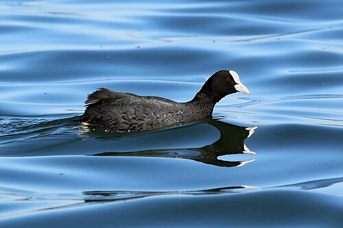 Eurasian Coot (Fulica atra)