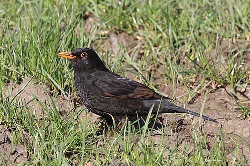 Common Blackbird (Turdus merula)