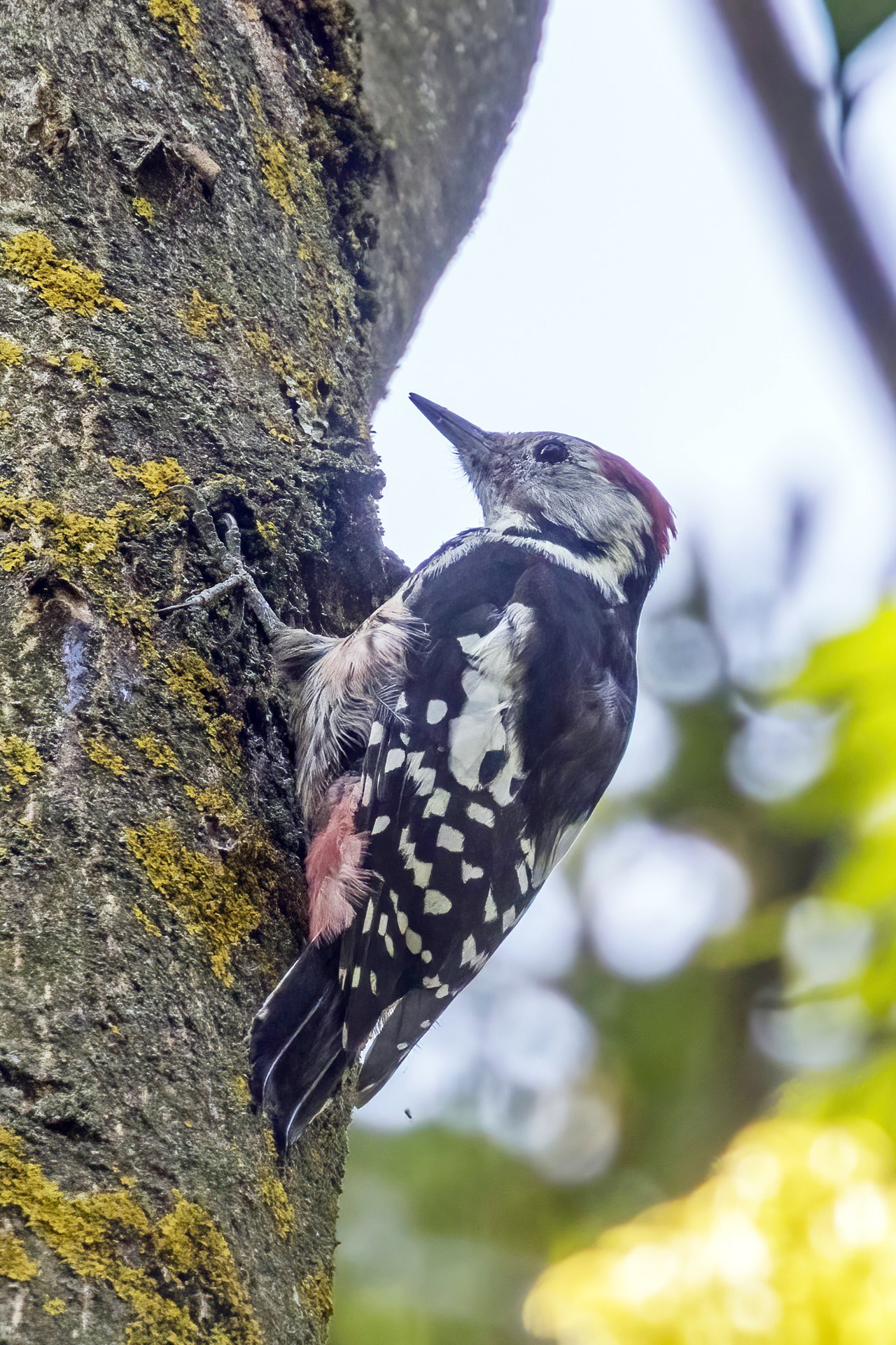Pico mediano (Dendrocoptes medius)