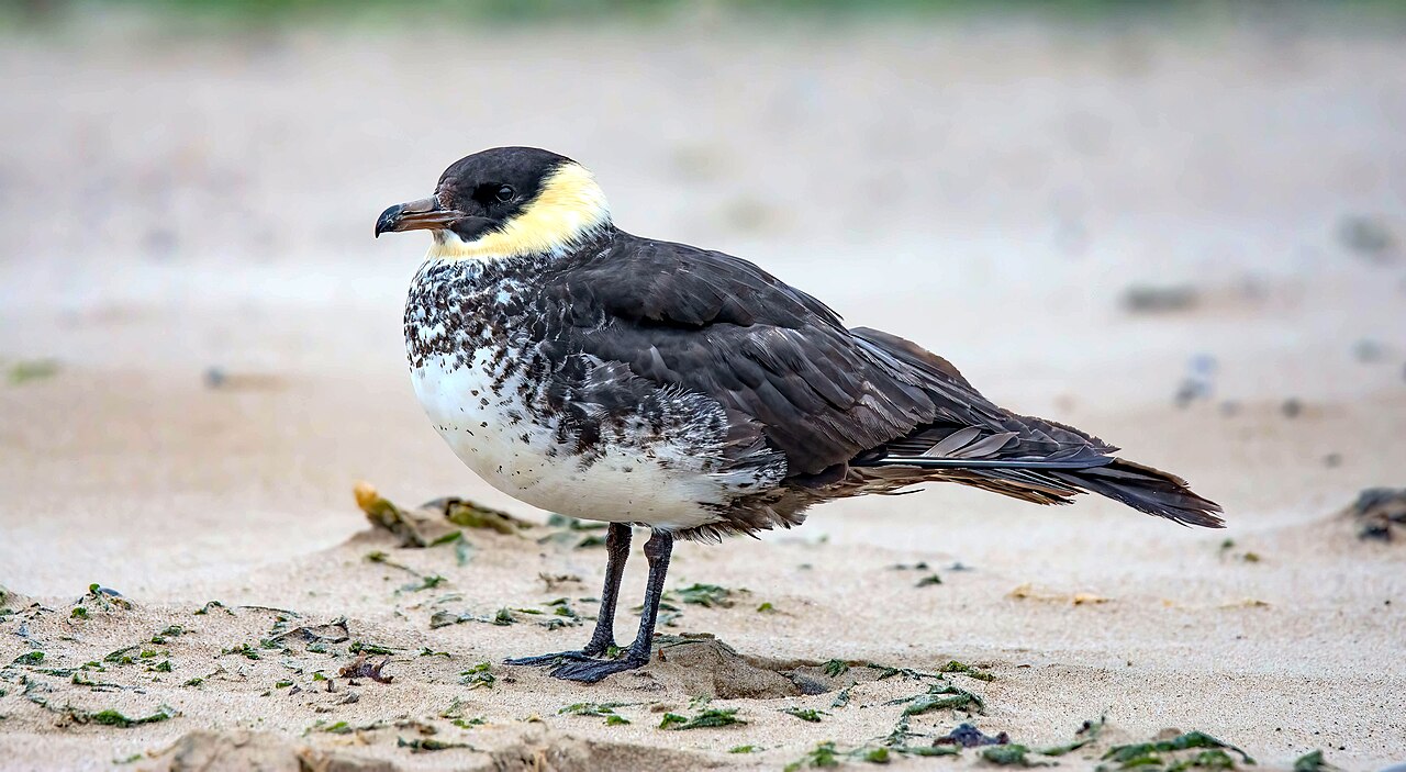 Pomarine Jaeger (Stercorarius pomarinus)