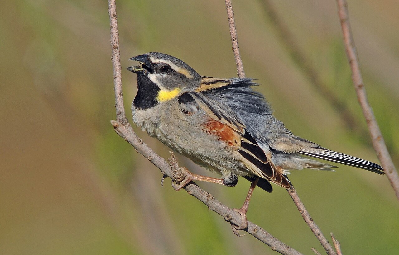 Dead Sea Sparrow (Passer moabiticus)