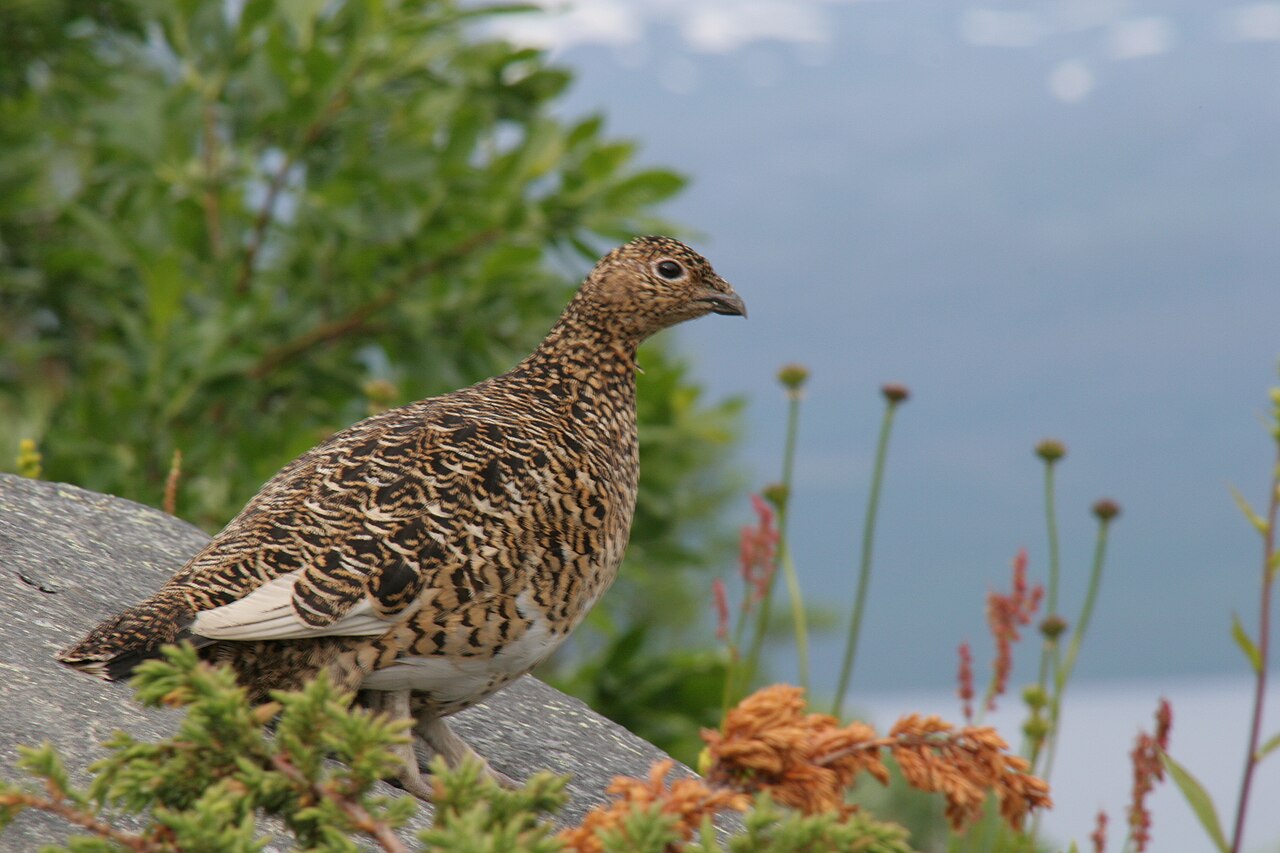 Willow Ptarmigan (Lagopus lagopus)