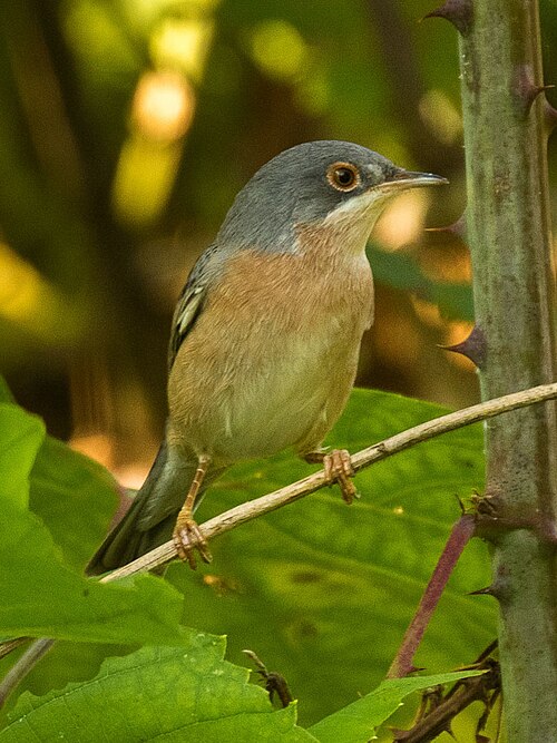 Moltoni's Warbler (Curruca subalpina)