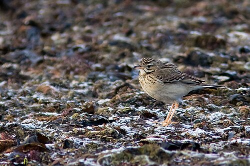Blyth's Pipit (Anthus godlewskii)