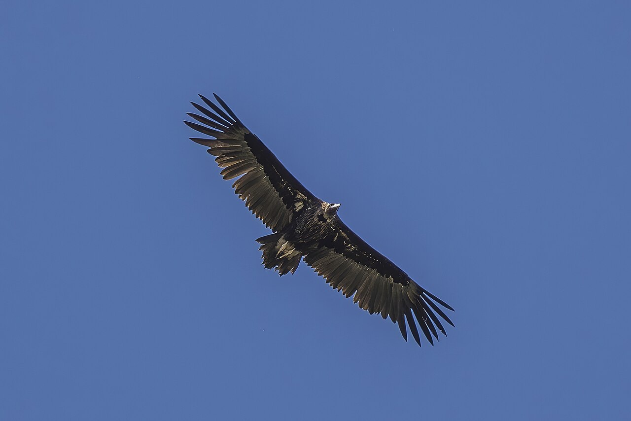 Buitre negro (Aegypius monachus)