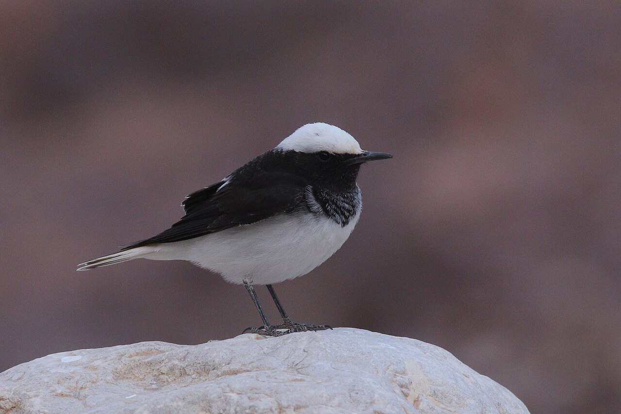Hooded Wheatear (Oenanthe monacha)