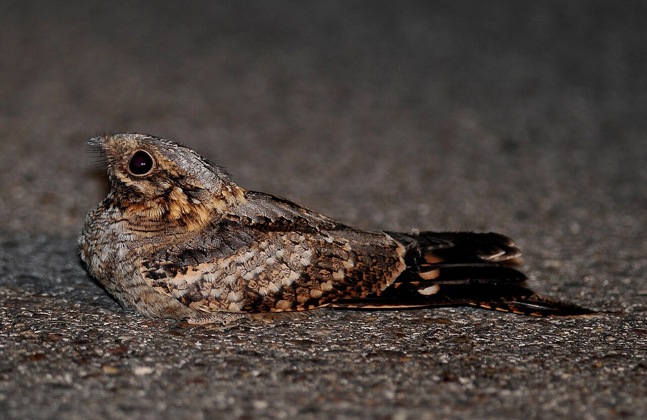 Chotacabras cuellirrojo (Caprimulgus ruficollis)