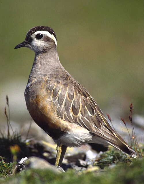 Eurasian Dotterel (Eudromias morinellus)