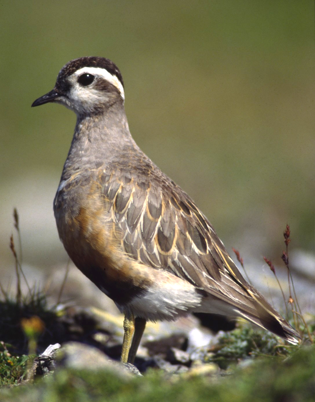 Eurasian Dotterel (Eudromias morinellus)