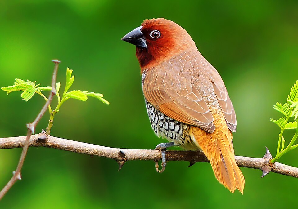 Capuchino punteado (Lonchura punctulata)