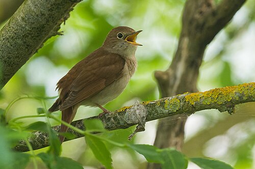 Common Nightingale (Luscinia megarhynchos)