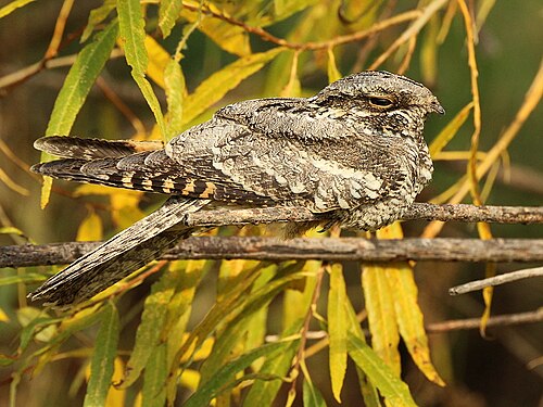 Eurasian Nightjar (Caprimulgus europaeus)