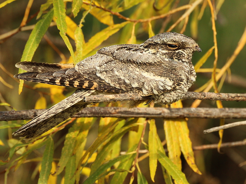 Eurasian Nightjar (Caprimulgus europaeus)