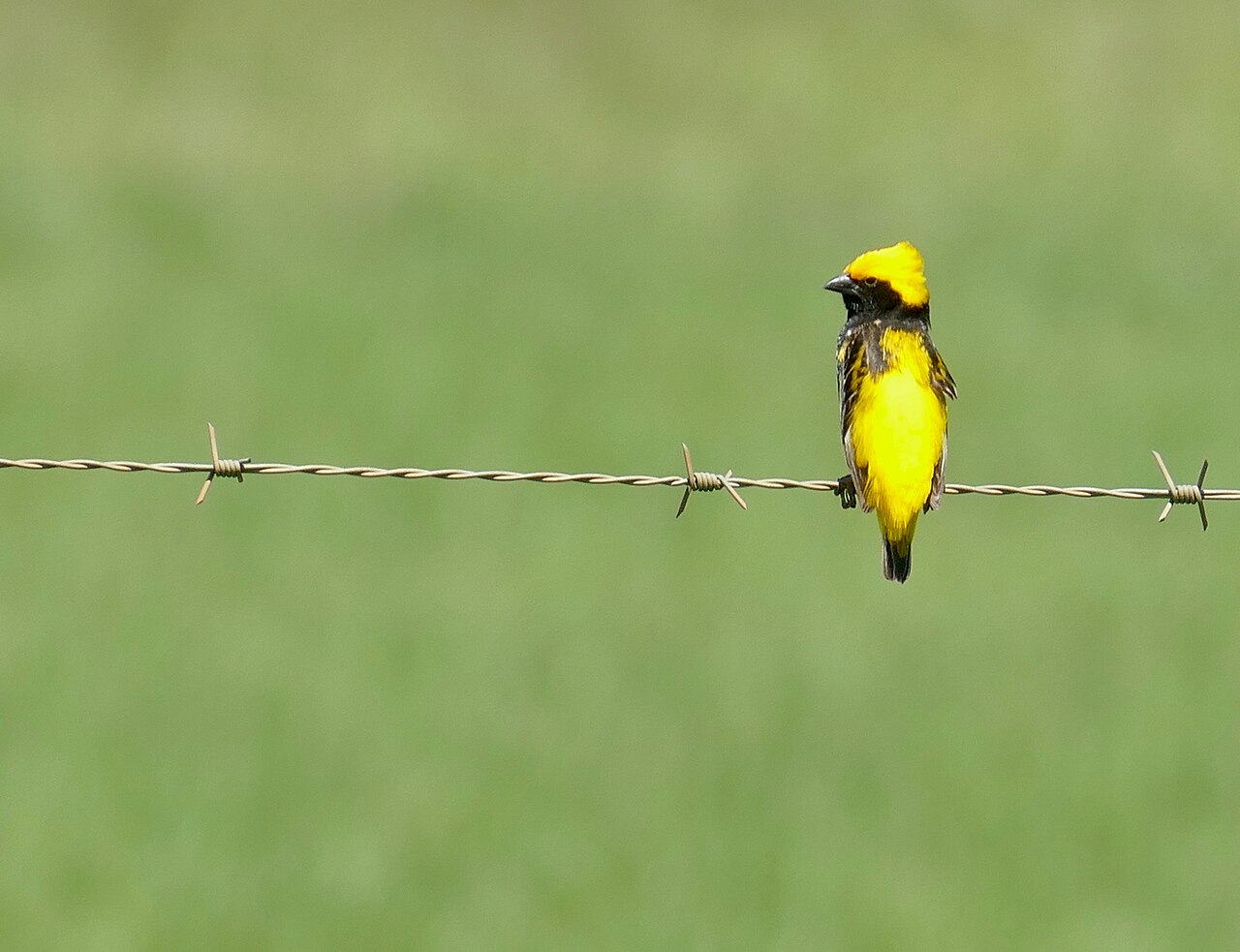 Yellow-Crowned Bishop (Euplectes afer)