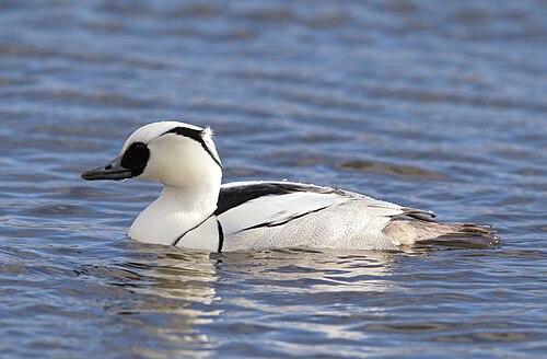 Smew (Mergellus albellus)