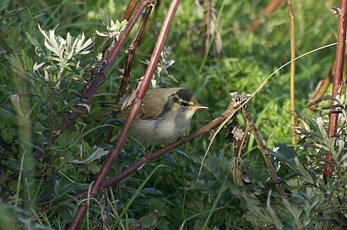 Arctic Warbler (Phylloscopus borealis)