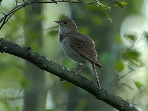 Thrush Nightingale (Luscinia luscinia)