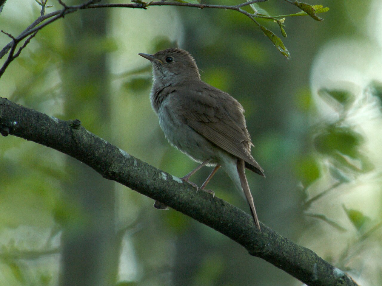 Thrush Nightingale (Luscinia luscinia)