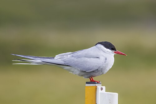Arctic Tern (Sterna paradisaea)
