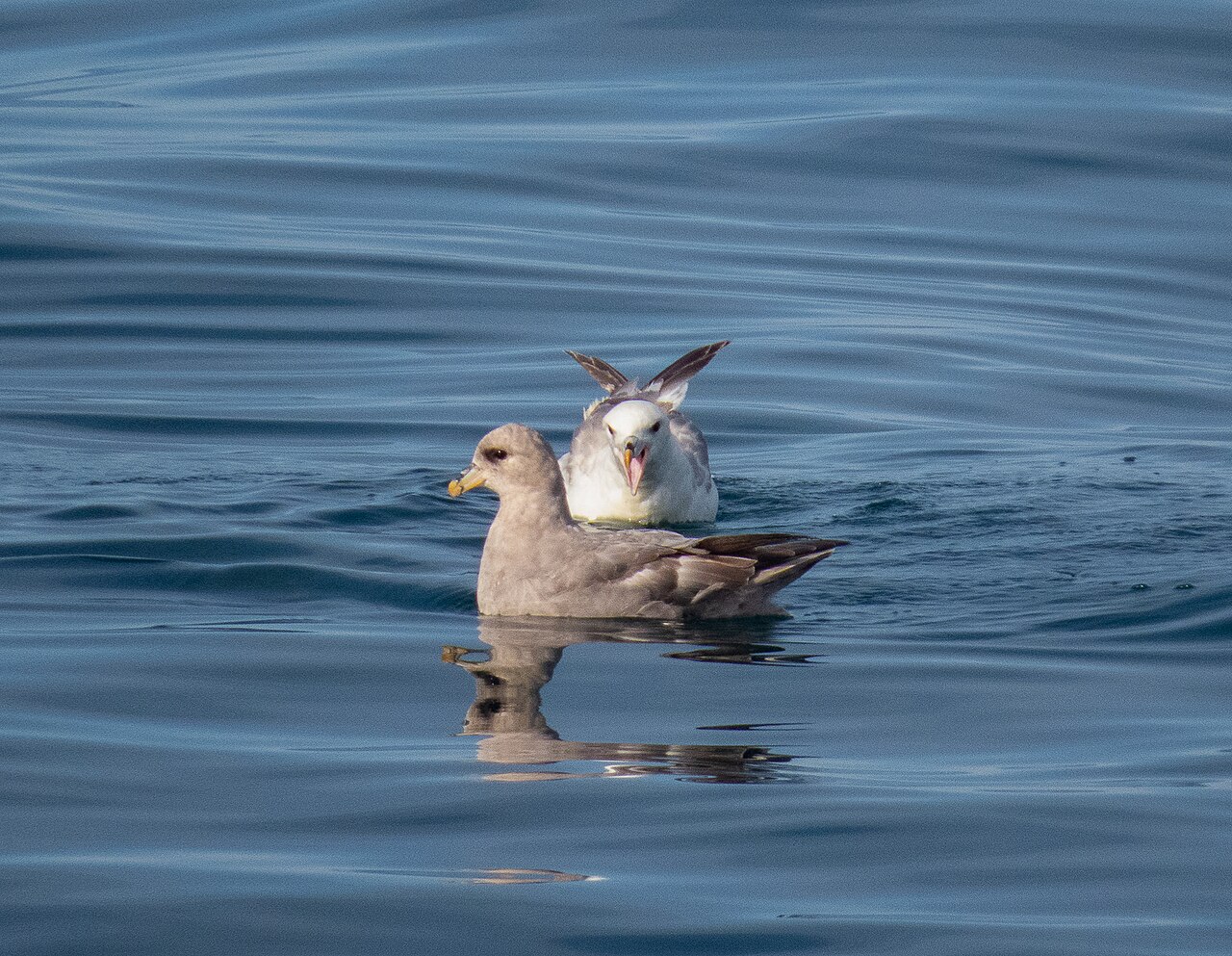 Northern Fulmar, dark morph (front) beside a pale one