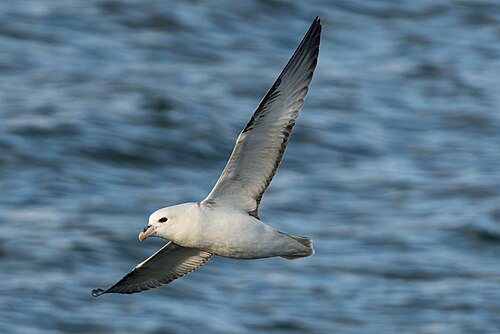 Northern Fulmar (Fulmarus glacialis)