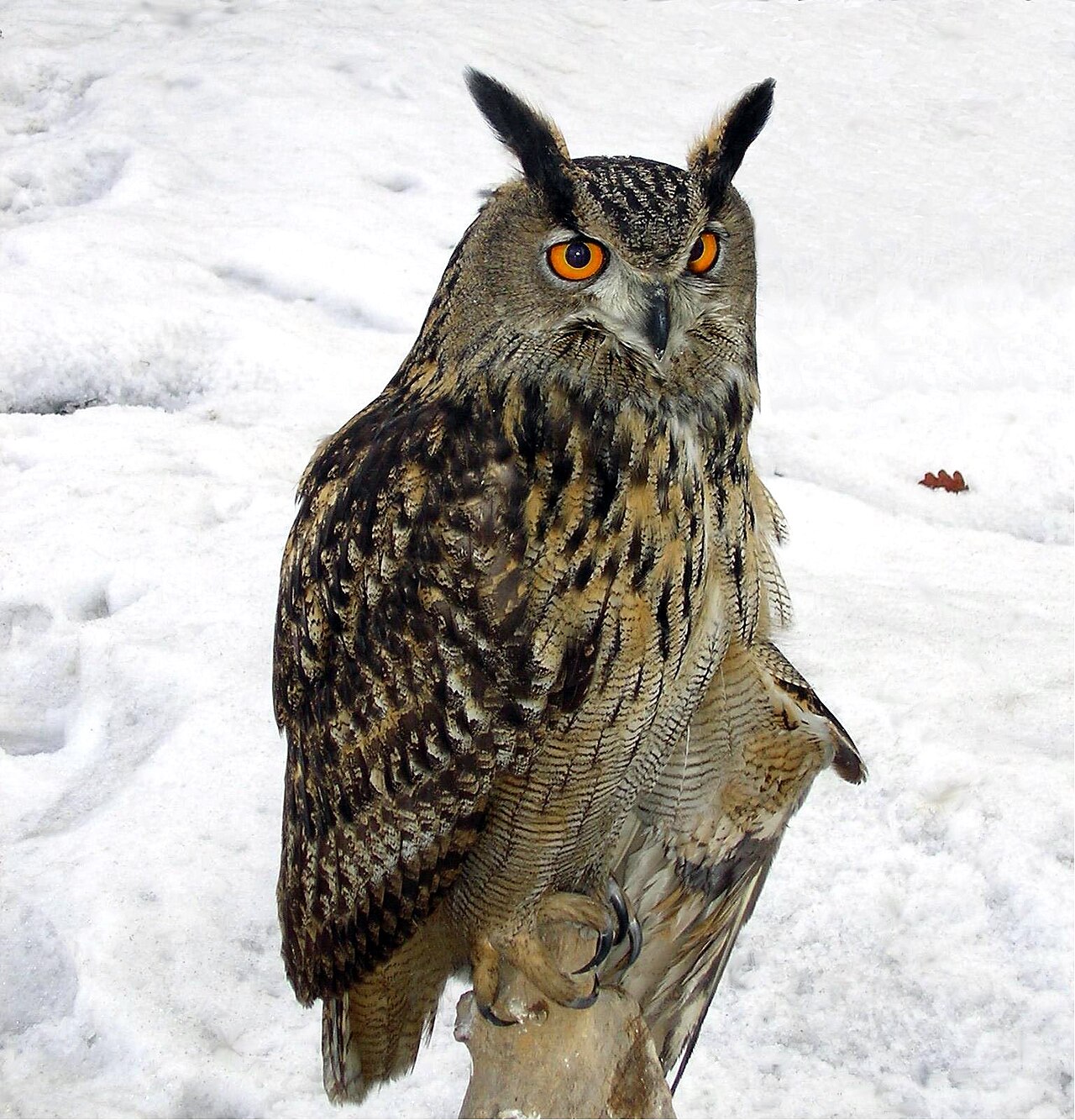 Oehoe (Bubo bubo)