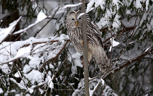 Ural Owl (Strix uralensis)