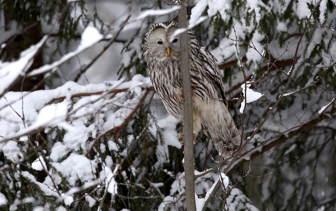 Ural Owl (Strix uralensis)