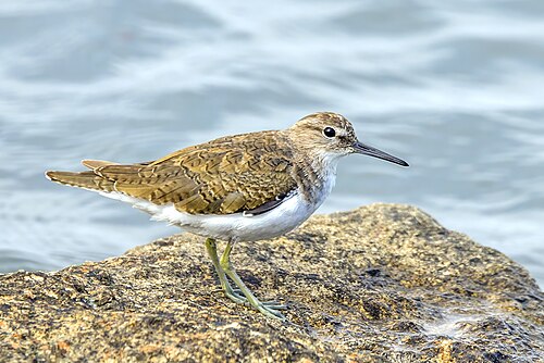 Common Sandpiper (Actitis hypoleucos)