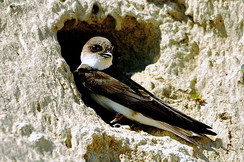 Bank Swallow (Riparia riparia)