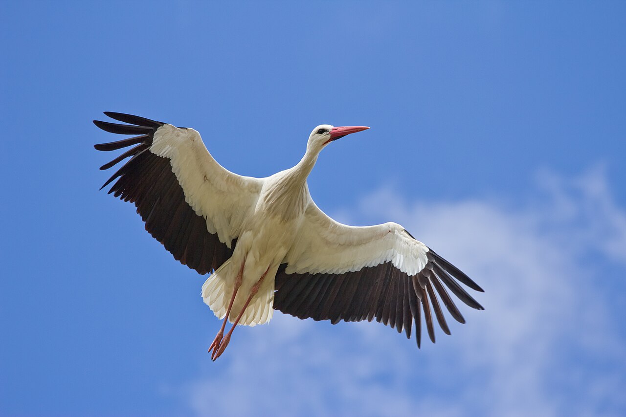 Ooievaar (Ciconia ciconia)
