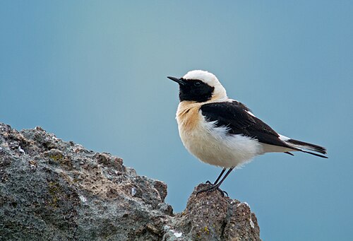 Eastern Black-Eared Wheatear (Oenanthe melanoleuca)