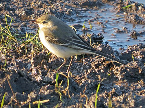 Eastern Yellow Wagtail (Motacilla tschutschensis)