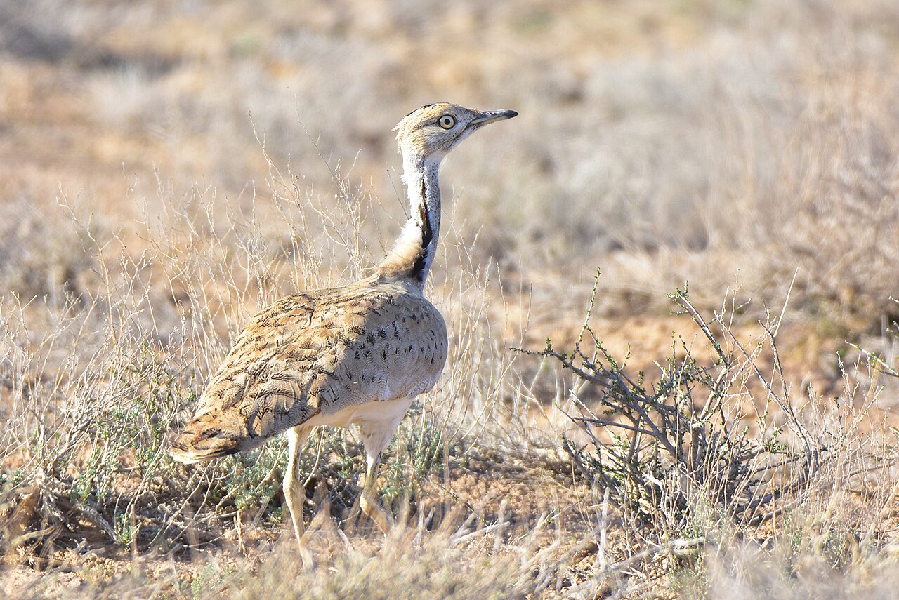 Hubara asiática (Chlamydotis macqueenii)