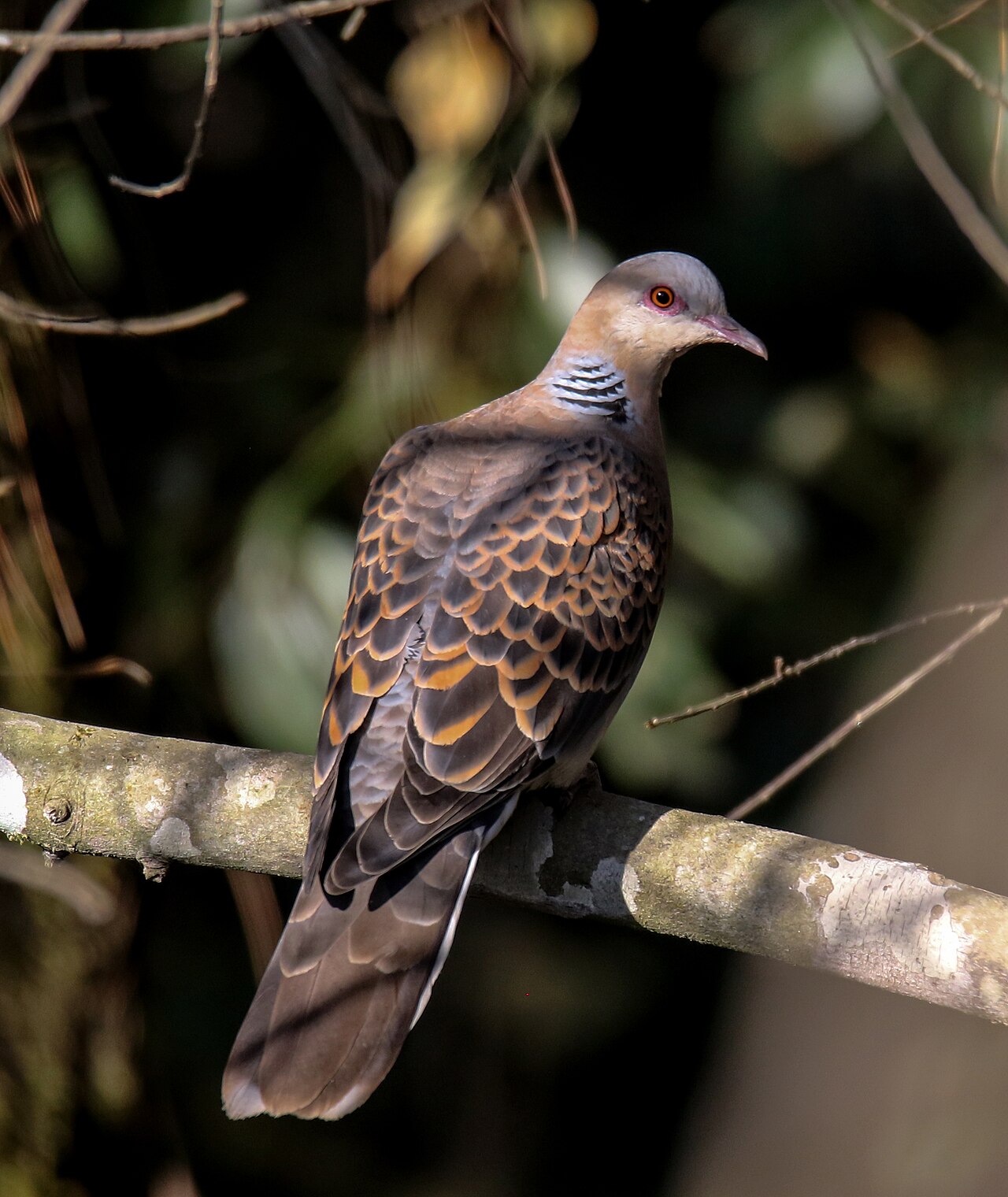 Oriental Turtle-Dove (Streptopelia orientalis)