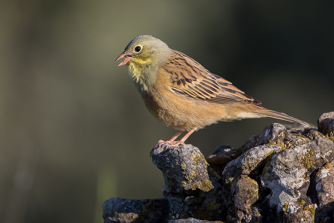 Ortolaan (Emberiza hortulana)