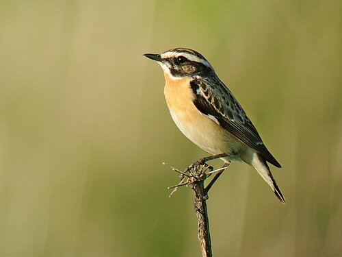Whinchat (Saxicola rubetra)