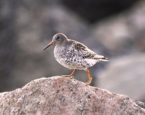 Purple Sandpiper (Calidris maritima)