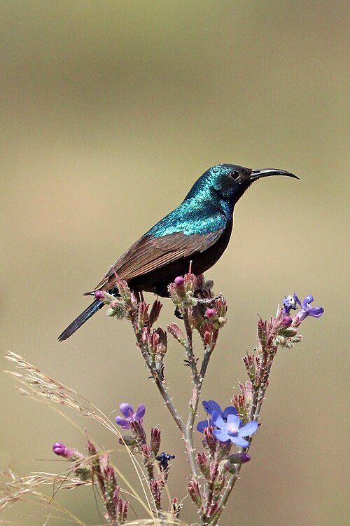 Palestine Sunbird (Cinnyris osea)