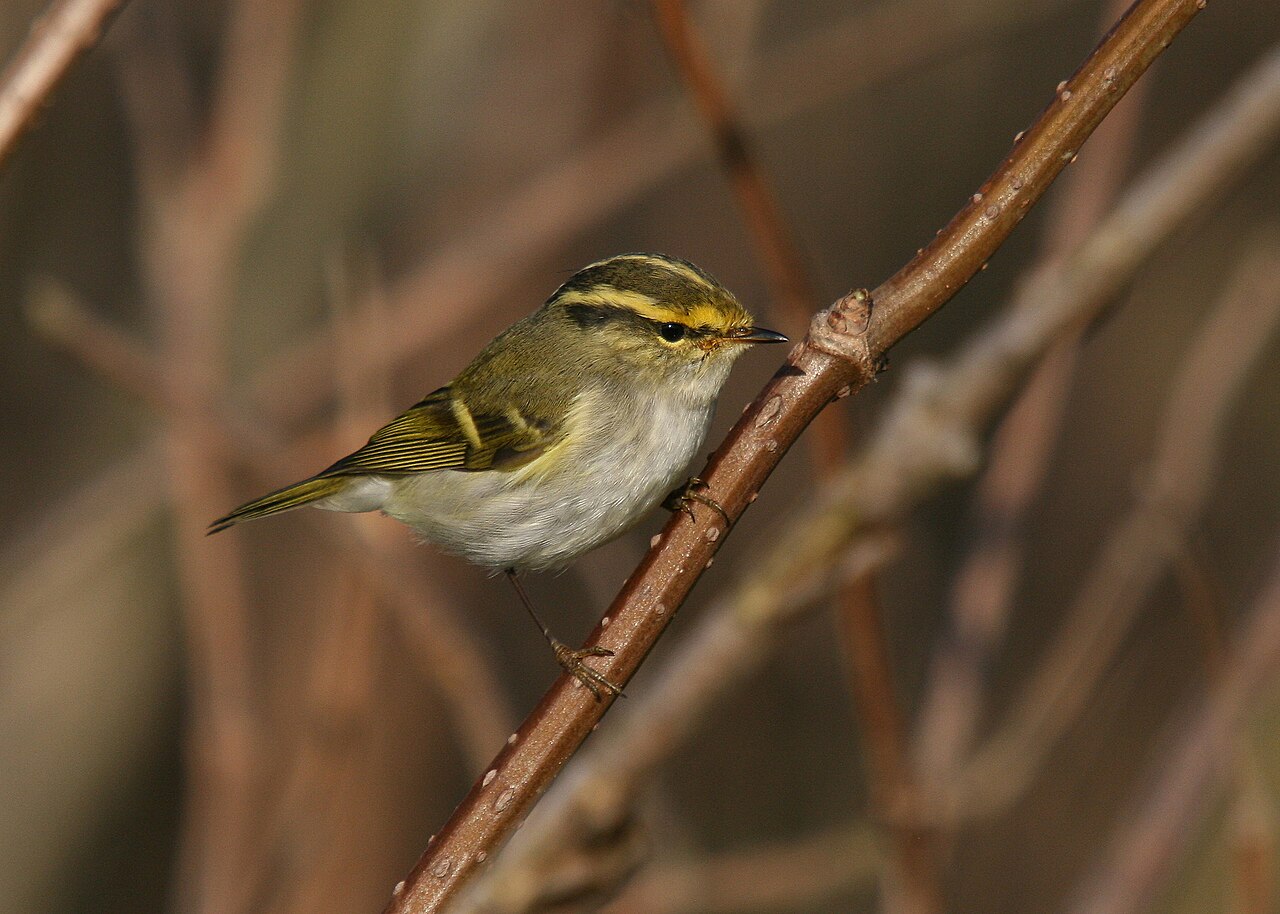 Pallas' boszanger (Phylloscopus proregulus)