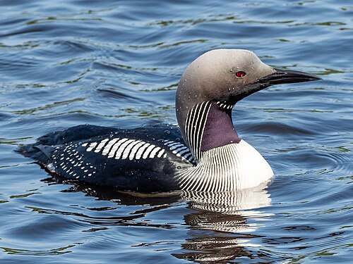 Arctic Loon (Gavia arctica)