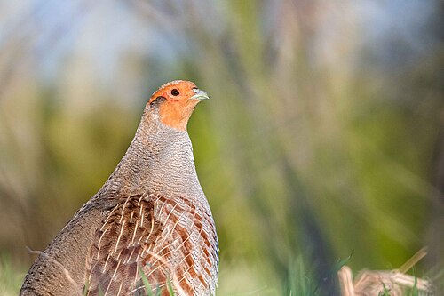 Gray Partridge (Perdix perdix)