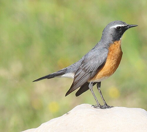 White-Throated Robin (Irania gutturalis)