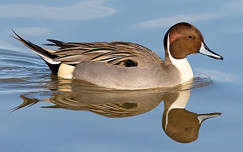 Northern Pintail (Anas acuta)