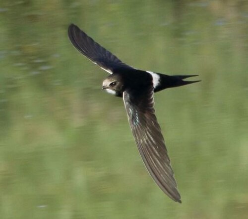 White-Rumped Swift (Apus caffer)