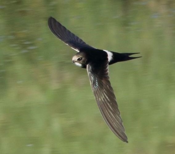 Vencejo cafre (Apus caffer)