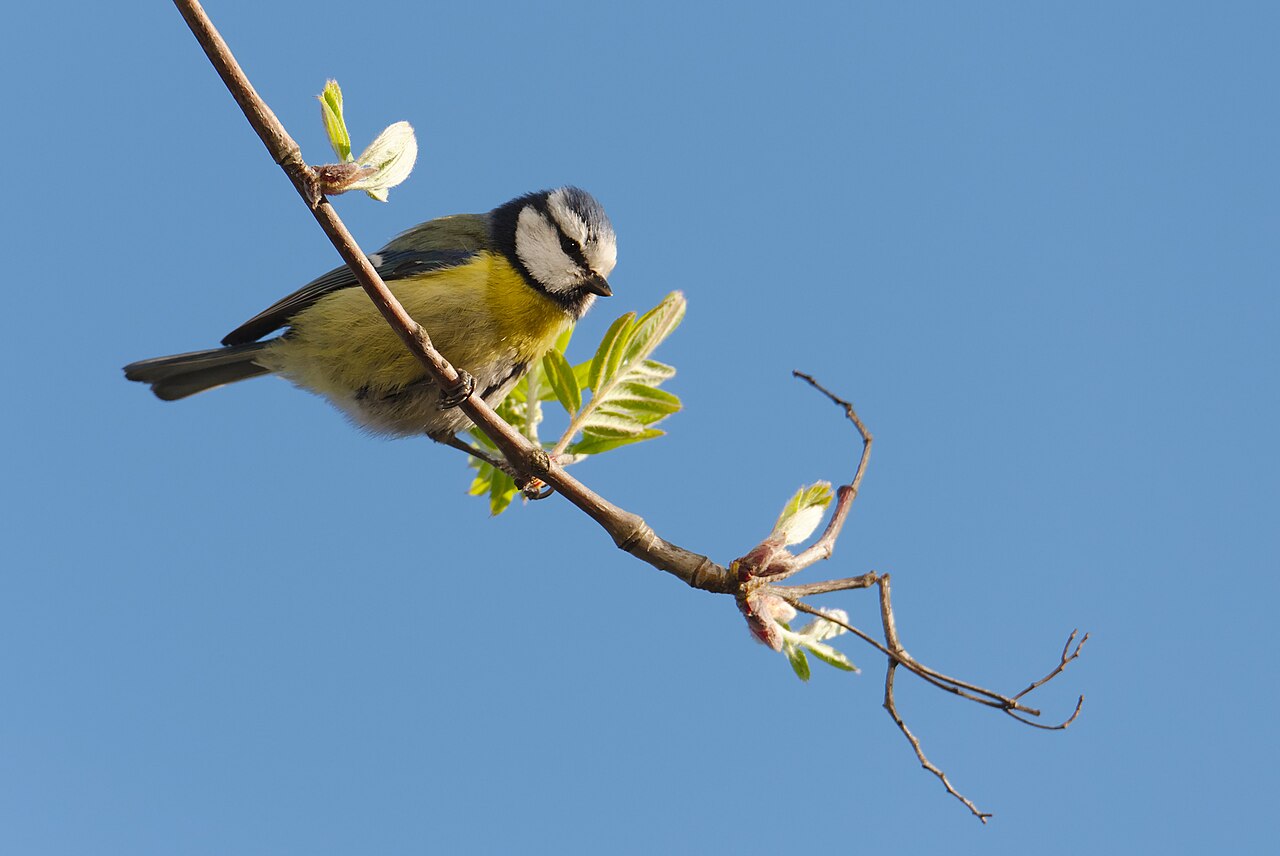 Herrerillo común (Cyanistes caeruleus)